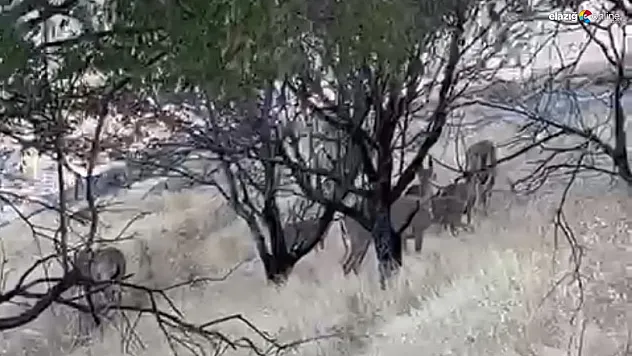 Harput artık onların meskeni
