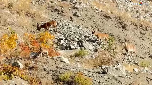 Koruma Altındaki Dağ Keçileri Palu'da Doğaya Renk Kattı
