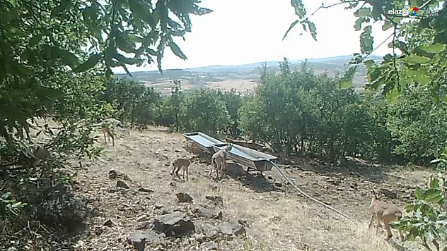 Elazığ'da Dağ Keçilerinin Sıvat Keyfi Fotokapanlara Böyle Yansıdı!