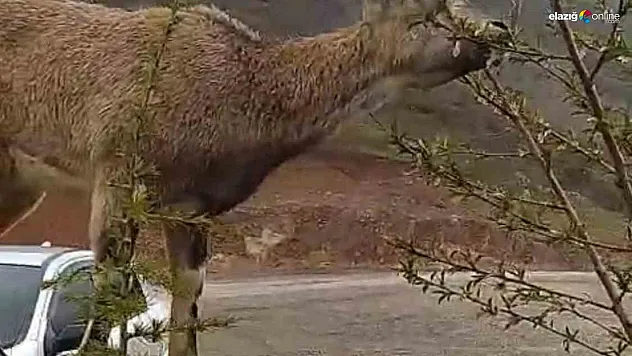 Palu'da Dağ Keçisi Evin Duvarına Tırmandı, O Anlar Kameraya Yansıdı!