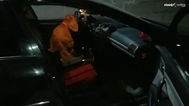 Dedektör köpeği 'Alex' uyuşturucu tacirlerine geçit vermedi