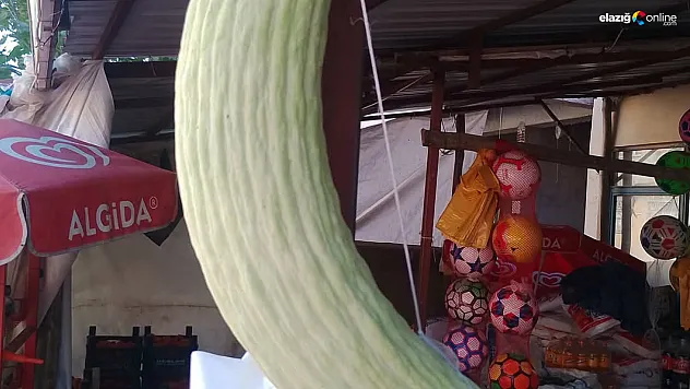 Baskil'de 2,5 Kiloluk Dev Acur Şaşkınlık Yarattı