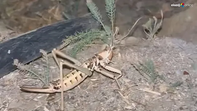 Elazığ'da Tarlada Görüldü: Dev Etçil Çekirge Görenleri Şaşırttı