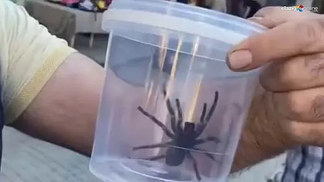 Elazığ'da Sokağa Çıkan Dev Etçil Örümcek Vatandaşları Korkuttu!