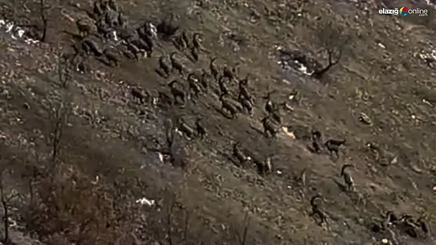 Elazığ'da Doğa Harikası! Koruma Altındaki Dağ Keçileri Göz Kamaştırdı