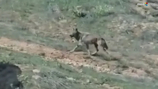 Elazığ Doğasında Unutulmaz Anlar: Koruma Altındaki Dağ Keçileri ve Kurt Görüntülendi!