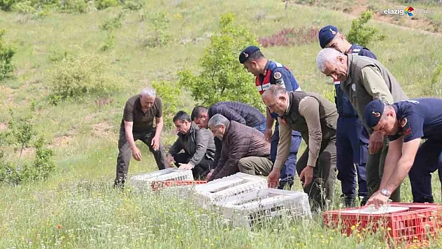 Elazığ'da doğaya keklik salımı yapıldı