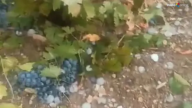 Yağan dolu üzüm bağlarını perişan etti