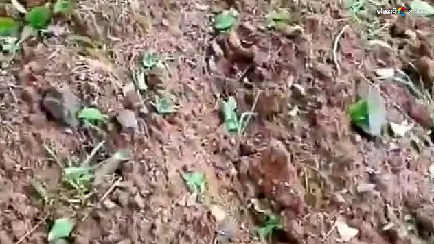 Dolu kayısı bahçelerini talan etti!