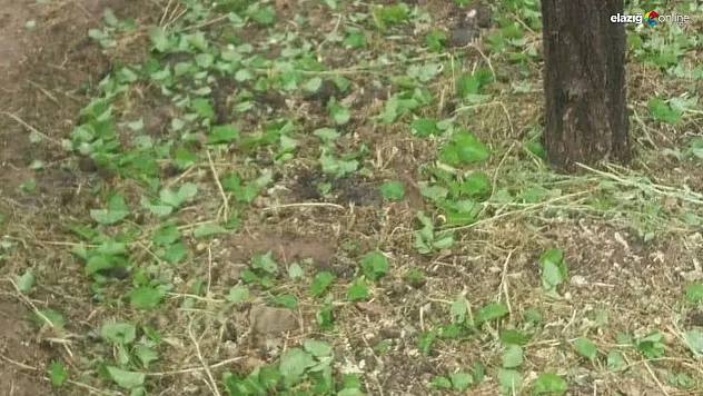 Baskil'de kayısı bahçeleri dolu felaketiyle sarsıldı