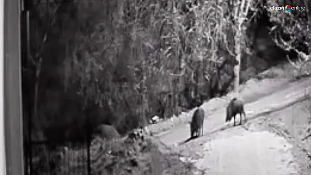 Gece Yarısı Domuz Paniği! Elazığ'da Vatandaşlar O Anları Kaydetti!