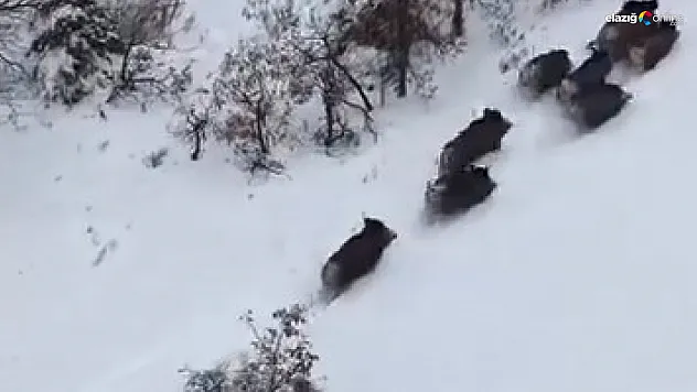 Karlar içinde koşan sürü dronu görünce ne yapacağını şaşırdı!