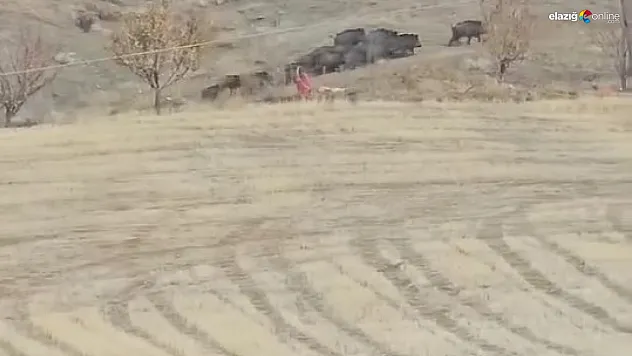 Elazığ Gedikyolu Köyü'nde Yiyecek Arayan Domuz Sürüsü Görüntülendi!