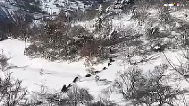 Baskil'in davetsiz misafirleri kamerada!