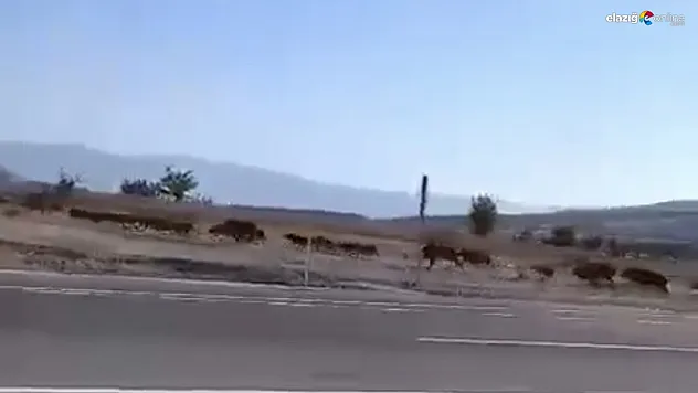 Domuz sürüsünü gören sürücüler hayrete düştü