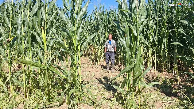 Yeniköy'de Domuz Sürüsü Mısır Tarlasını Mahvetti!