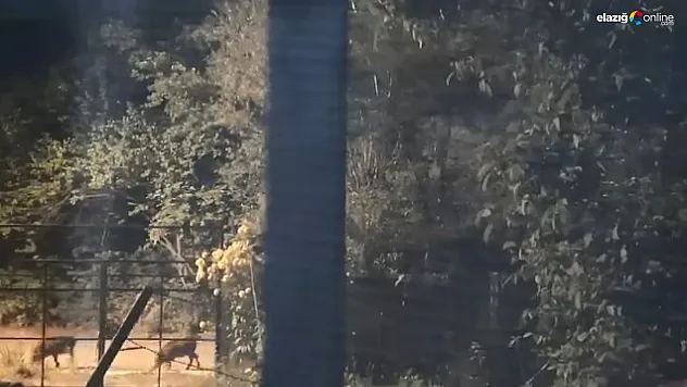 Doğal Yaşam Yerleşim Alanlarına Taşınıyor: Domuz Sürüsü Sokaklarda!