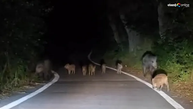Sivrice'de Domuz Sürüsü Yolu Tuttu, Araçlar Durmak Zorunda Kaldı!