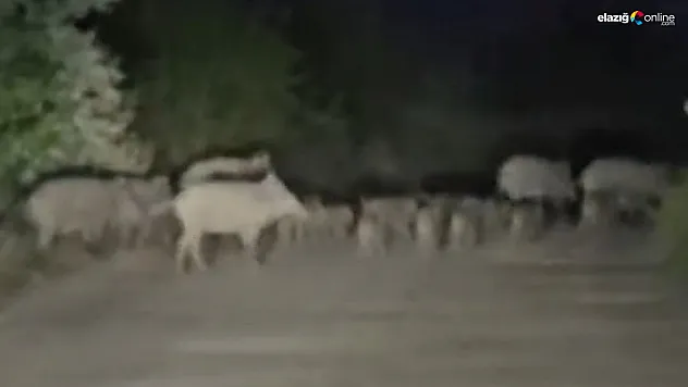 Elazığ'da Köy Yolunu Domuzlar Kapattı! Sürücü Ne Yapacağını Şaşırdı!