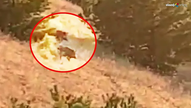 Elazığ'da domuzlar bahçeleri çöplüğe çevirdi: Cip köyü halkı çaresiz