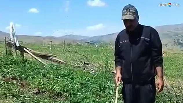 Elazığ'da Domuzlar Çilek Tarlasını Talan Etti! Çiftçinin Sitemi Gülümsetti!