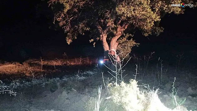 Keban'da domuzlar tarlalara dadandı