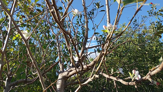 Elazığ'da Sonbaharda Çiçek Açan Elma Ağacı Herkesi Şaşırttı!