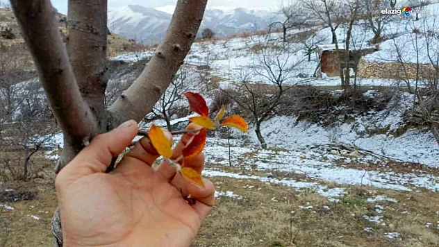 Elazığ'da mevsimler de şaşırdı!
