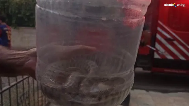 Elazığ Abdullahpaşa'da Engerek Yılanı Sürprizi! İtfaiye Ekipleri Müdahale Etti!