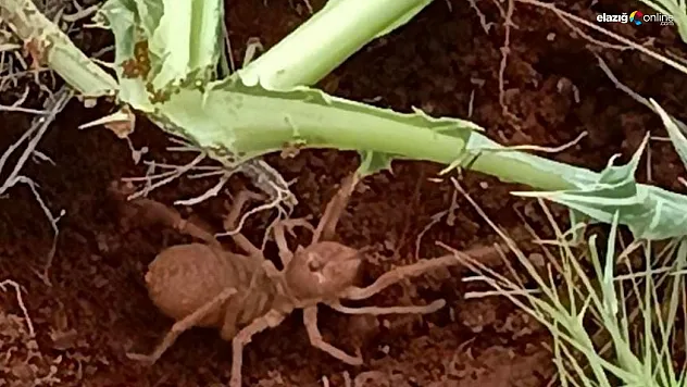 Zehiriyle bir insanı öldürebiliyor!