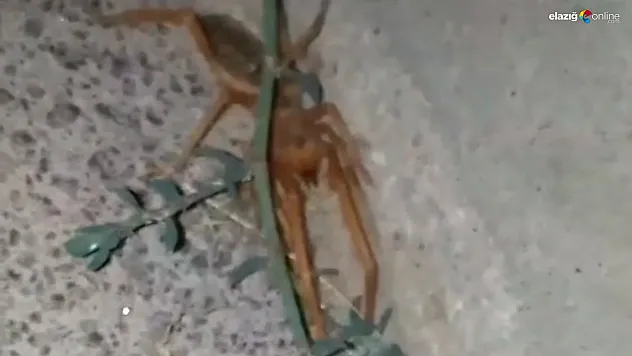 Etçil 'sarıkız' bu kez Güneykent Mahallesi'nde görüntülendi