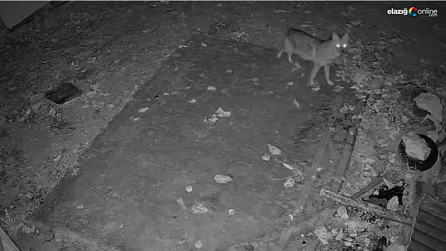 Elazığ'da Köy Sakinlerini Şaşırtan Misafir!