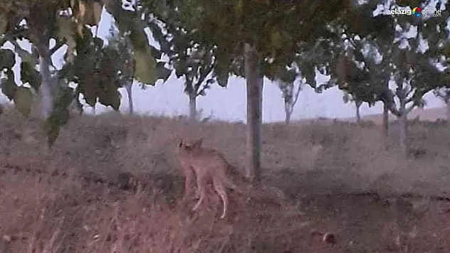 Elazığ'da evlerin etrafında yiyecek arayan tilki görüntülendi