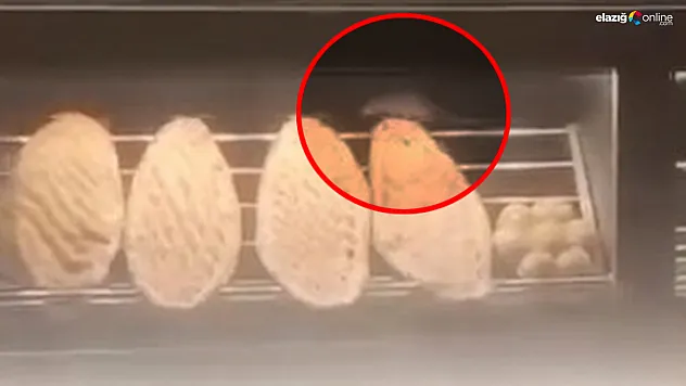 Elazığ'da Fare Görüntülenen Ekmek Fırınına 105 Bin TL Ceza!