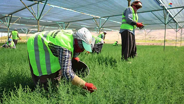 Elazığ'da Kadın Emeğiyle Yetişen Fidanlar Yanan Ormanlara Can Oluyor!