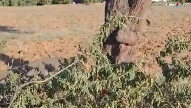 Baskil'de Fırtına Ağacı İkiye Böldü!