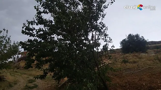 Etkili olan fırtına ağaçları yerinden söktü