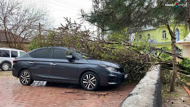 Elazığ'da Fırtına Faciası: Devrilen Ağaç Araçların Üzerine Düşerek Zarar Verdi!
