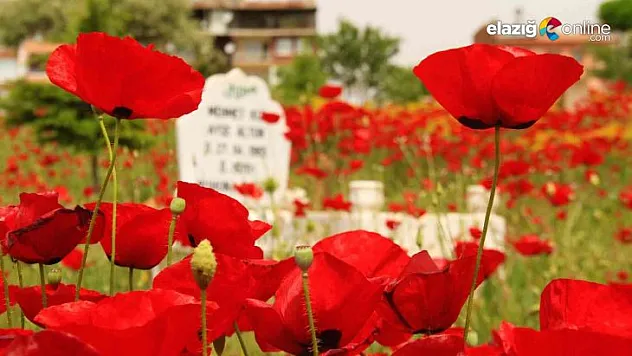 Gelincikler mezarlığı kırmızıya bürüdü