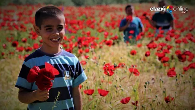 Elazığ'da gelinciklerin görsel şöleni