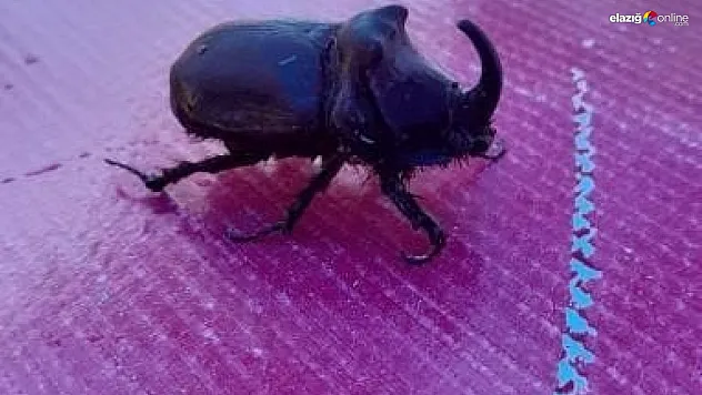 Dünyanın En Güçlü Böceği Harput'ta Görüldü! Görenler Hayrete Düştü!
