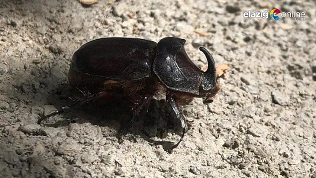 Elazığ'da gergedan böceği görüntülendi
