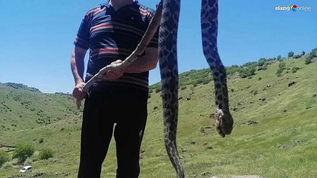Yakalanan yılan görenleri tedirgin etti