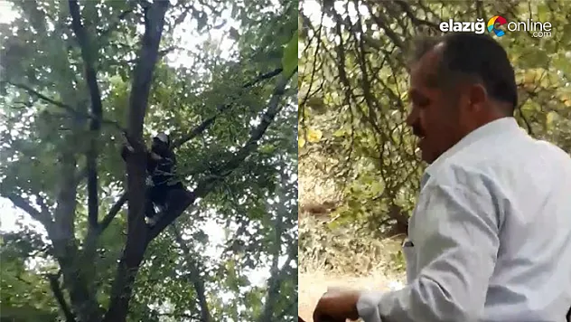 Elazığ'da gülümseten ceviz silkeleme anlatımı