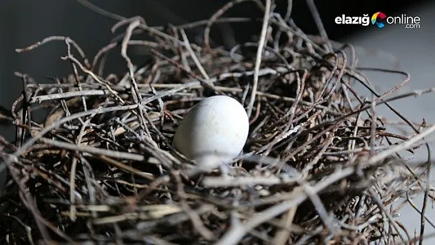 Elazığ'da güvercin yerin 6 metre altına demirden yuva yaptı