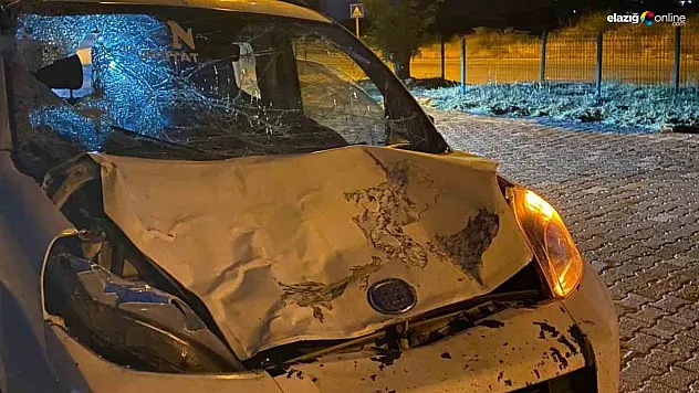 Aracın çarptığı inek telef oldu