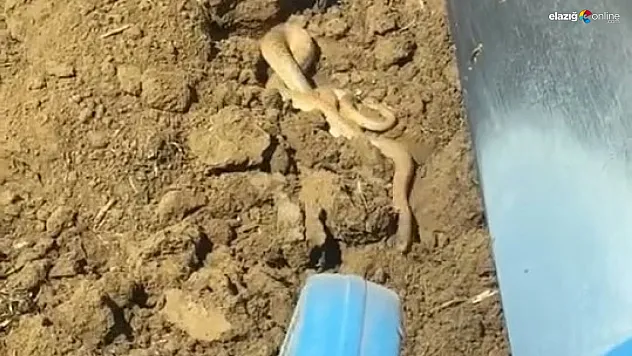 Elazığ'da Sıcaklıklarla Birlikte Yılanlar Görülmeye Başladı: Uzmanlar Uyarıyor!