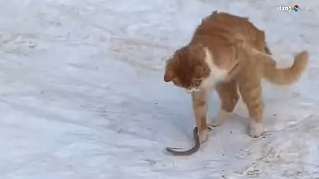 Elazığ'da Havalar Isındı, Yılanlar Ortaya Çıktı: Kedinin Müdahalesi Kamerada!