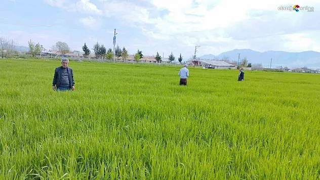 Elazığ'da hububat alanlarında çalışmalar sürüyor