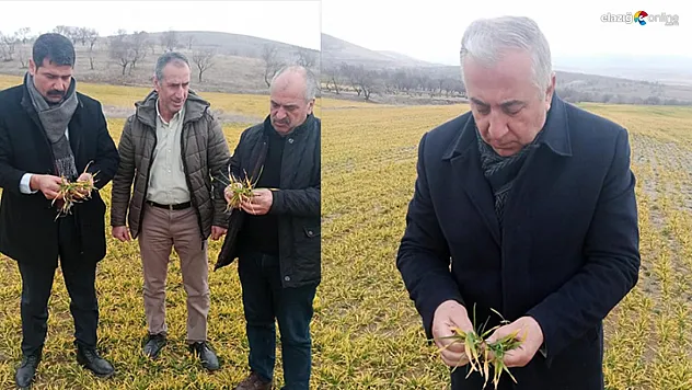 Elazığ'da hububat ve meyve ağaçlarında fenolojik gözlem çalışması yapıldı